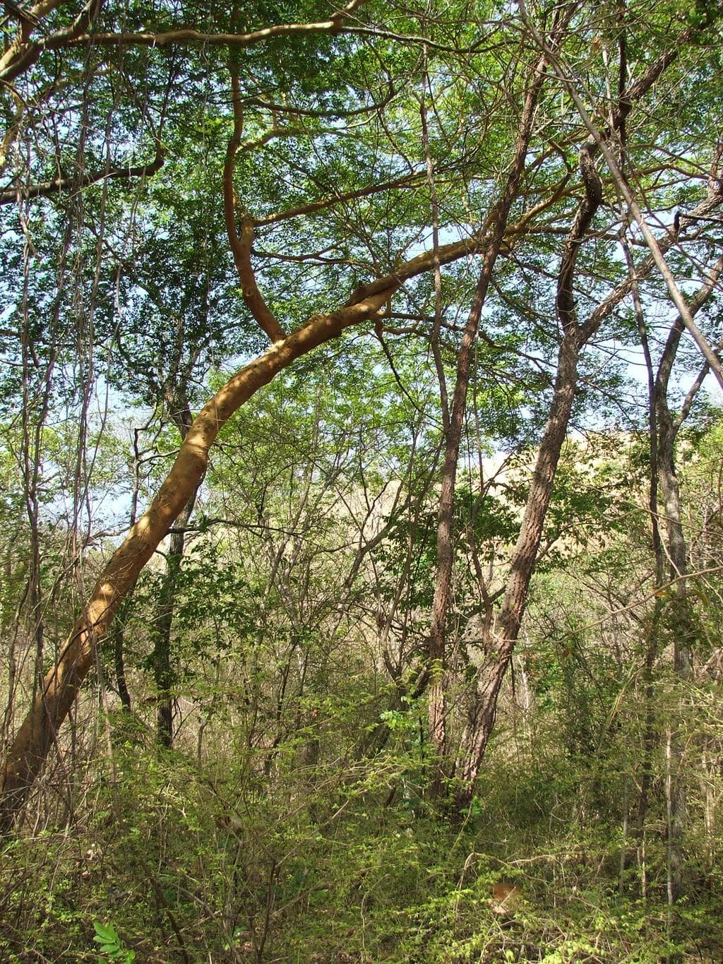 Ficha Libro Rojo ETV